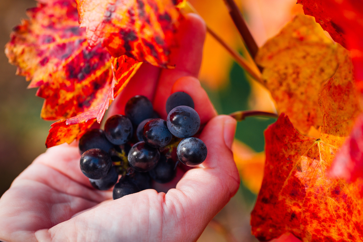Vite Rossa: benefici e utilizzo
