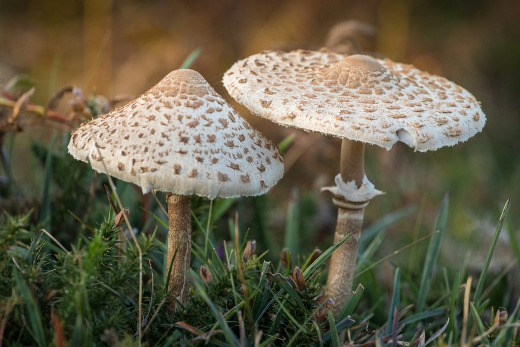 Agarico Bianco: benefici e utilizzo