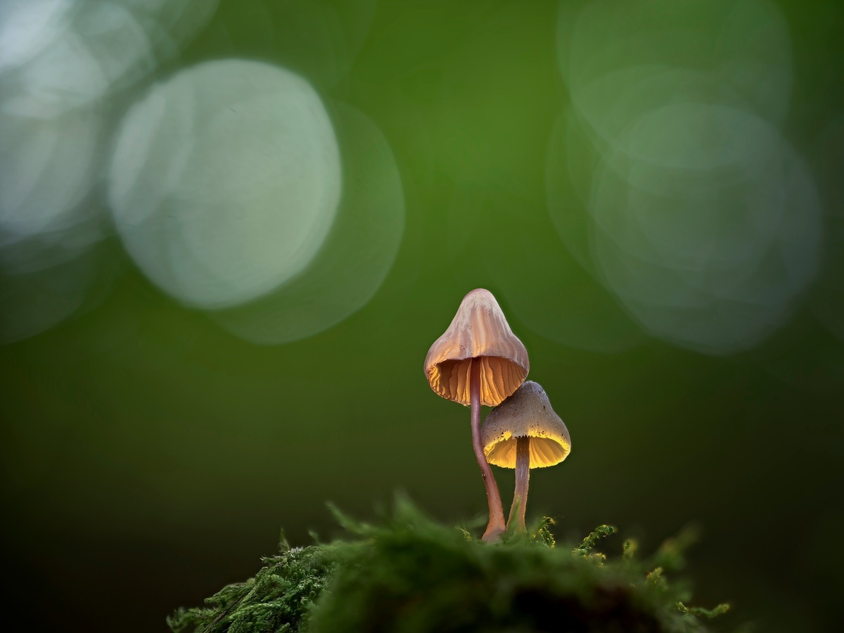 Benefici dell'Agarico Bianco