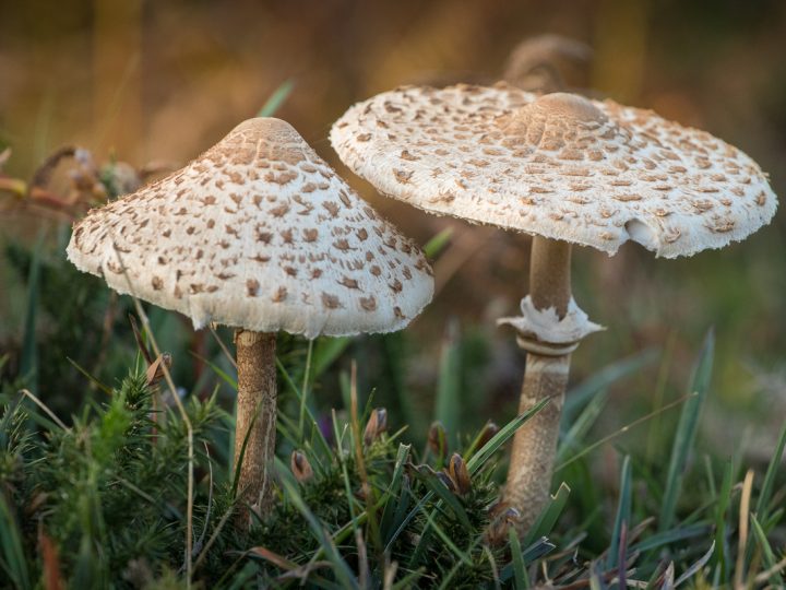 Agarico Bianco: benefici e utilizzo