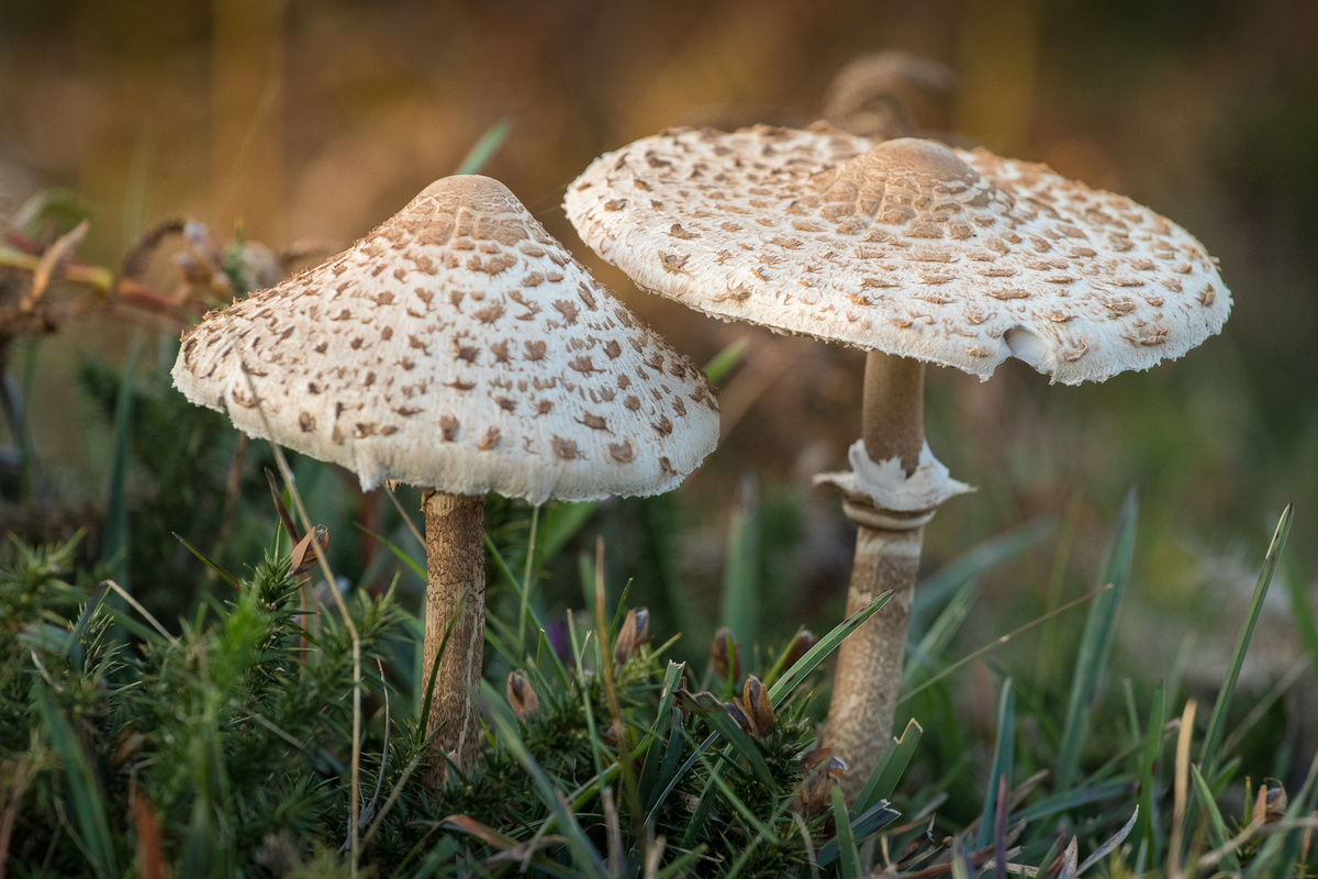Agarico Bianco: benefici e utilizzo