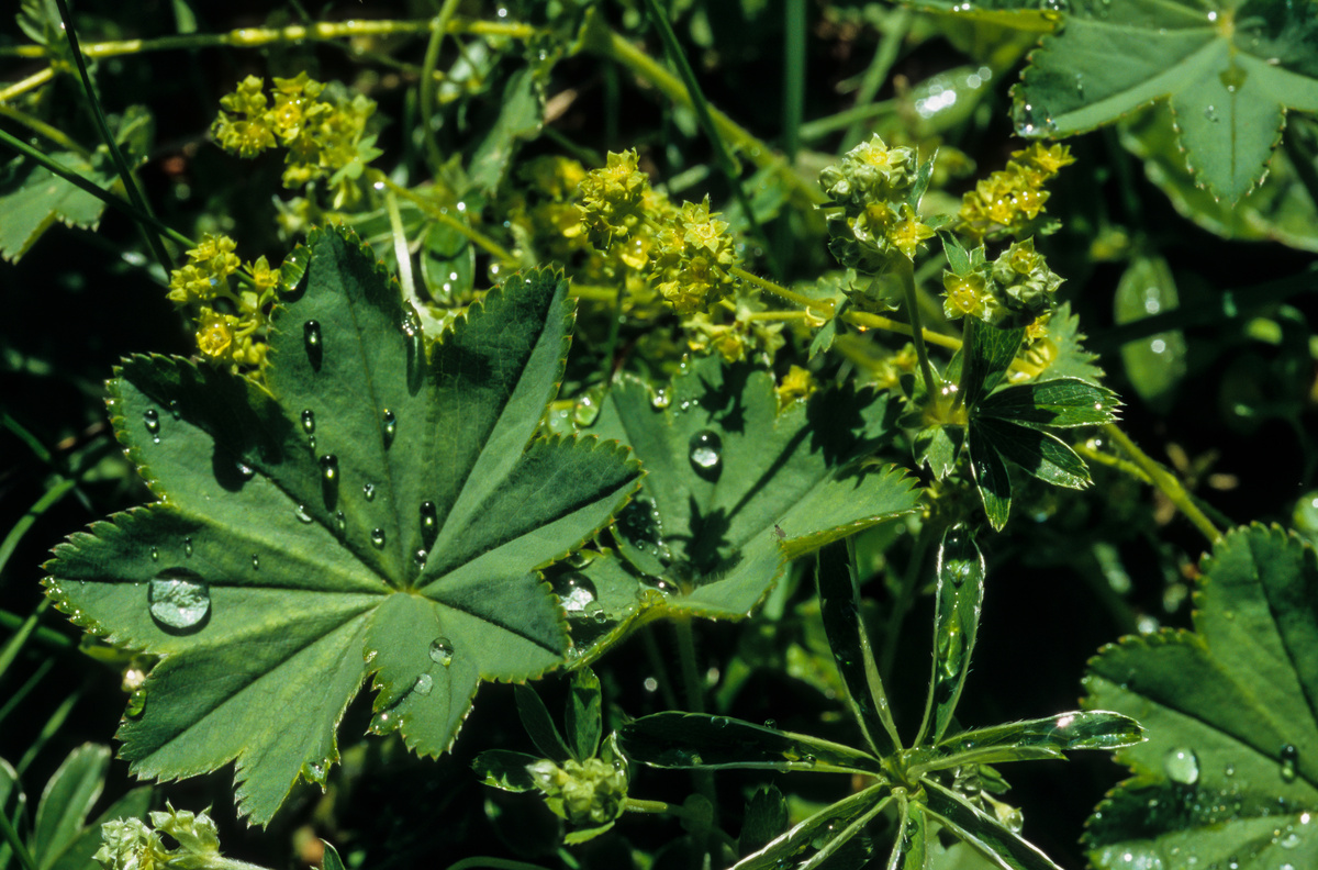 Benefici dell'Alchemilla