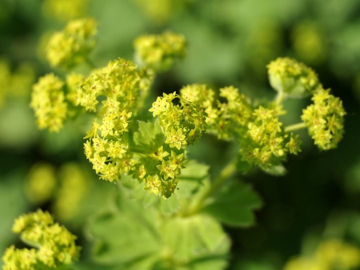 Alchemilla: benefici e utilizzi