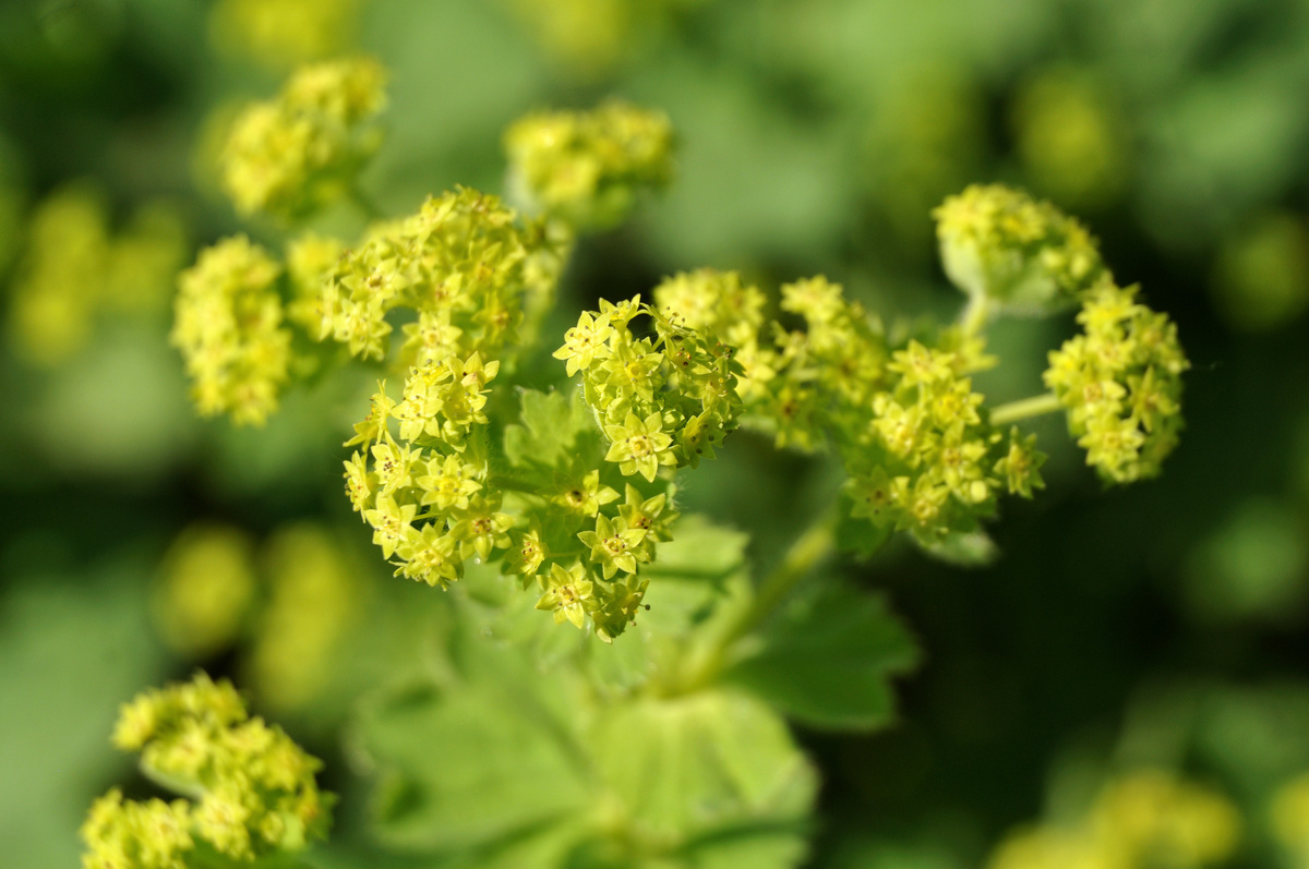 Alchemilla: benefici e utilizzi