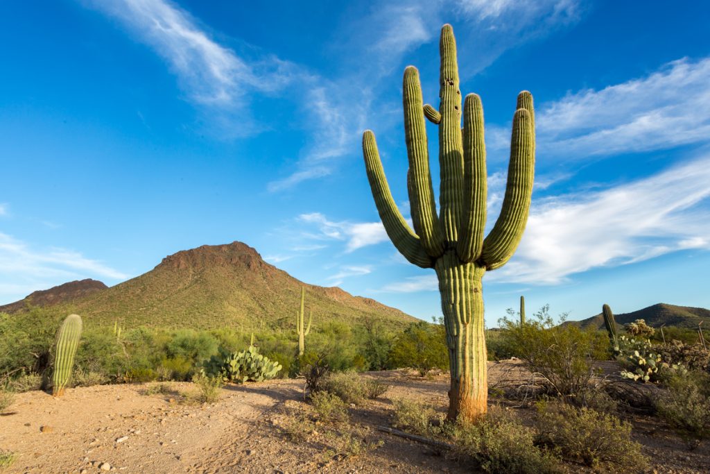 Cactus Grandiflorus: benefici e utilizzo