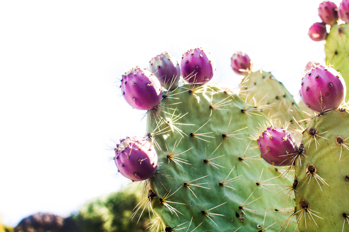 Benefici del Cactus Grandiflorus