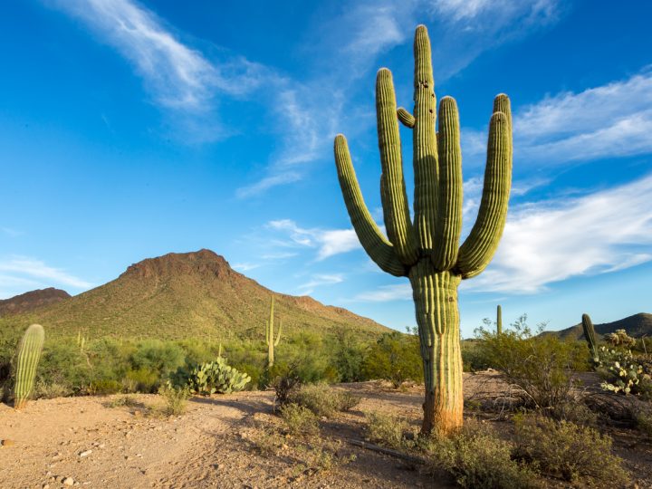 Cactus Grandiflorus: benefici e utilizzo