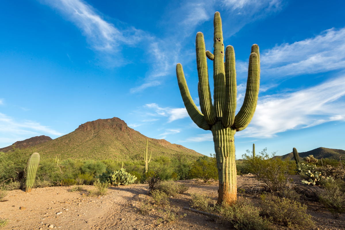 Cactus Grandiflorus: benefici e utilizzo