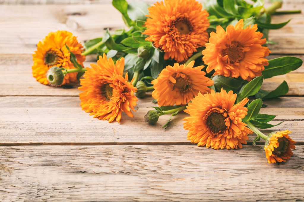 Calendula: benefici e utilizzo