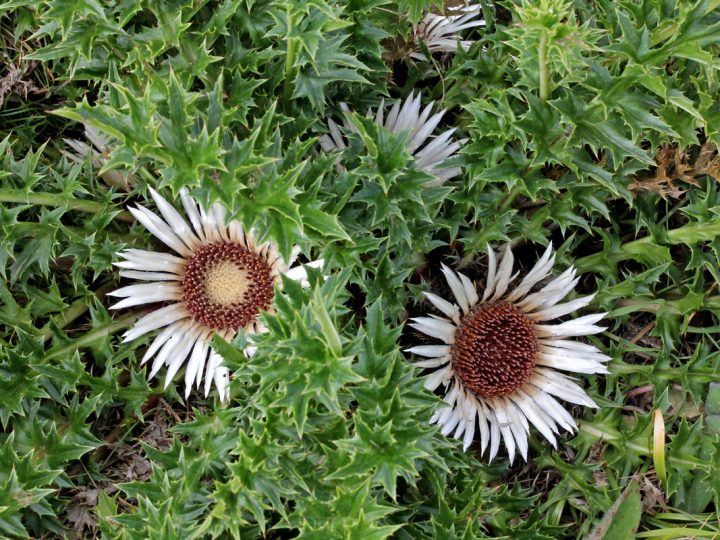 Carlina: benefici e utilizzi