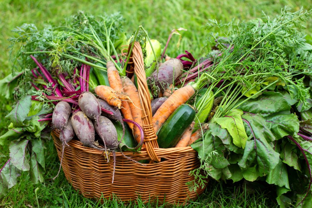 Carota: benefici e utilizzo