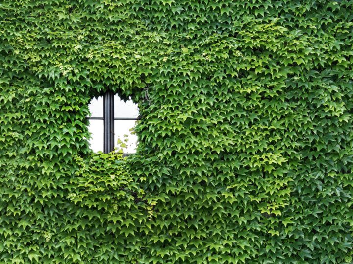 Edera Helix: benefici e utilizzo