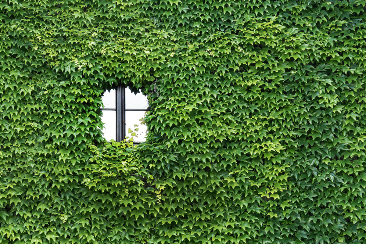 Edera Helix: benefici e utilizzo