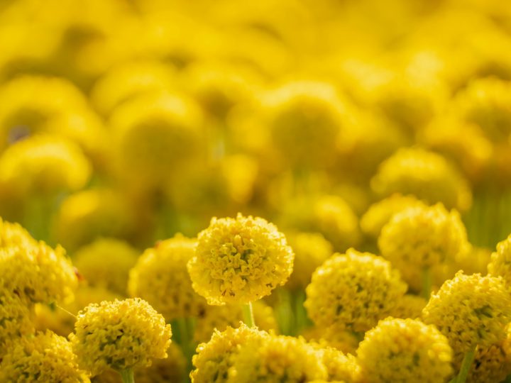 Elicriso: benefici e utilizzo