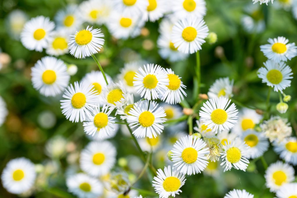Erigeron: benefici e utilizzo