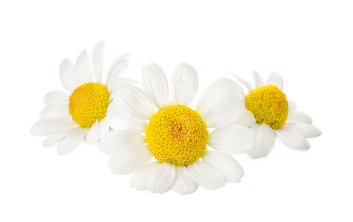 Benefici dell'Erigeron