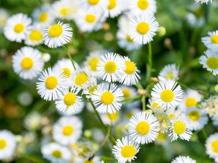 Erigeron: benefici e utilizzo