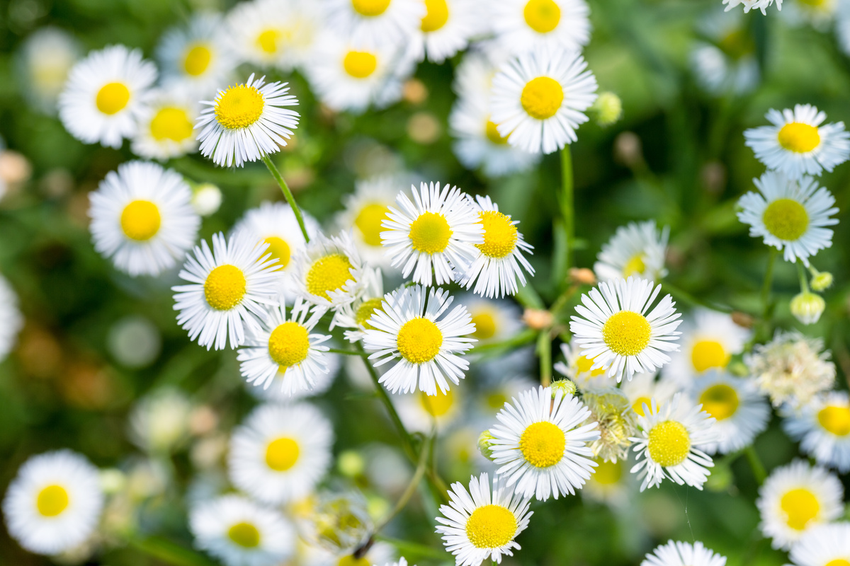 Erigeron: benefici e utilizzo