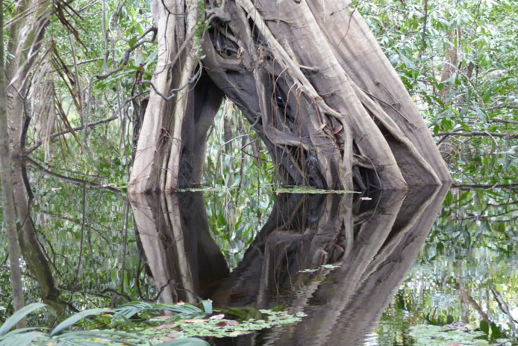 Ficus Insipida: benefici e utilizzo