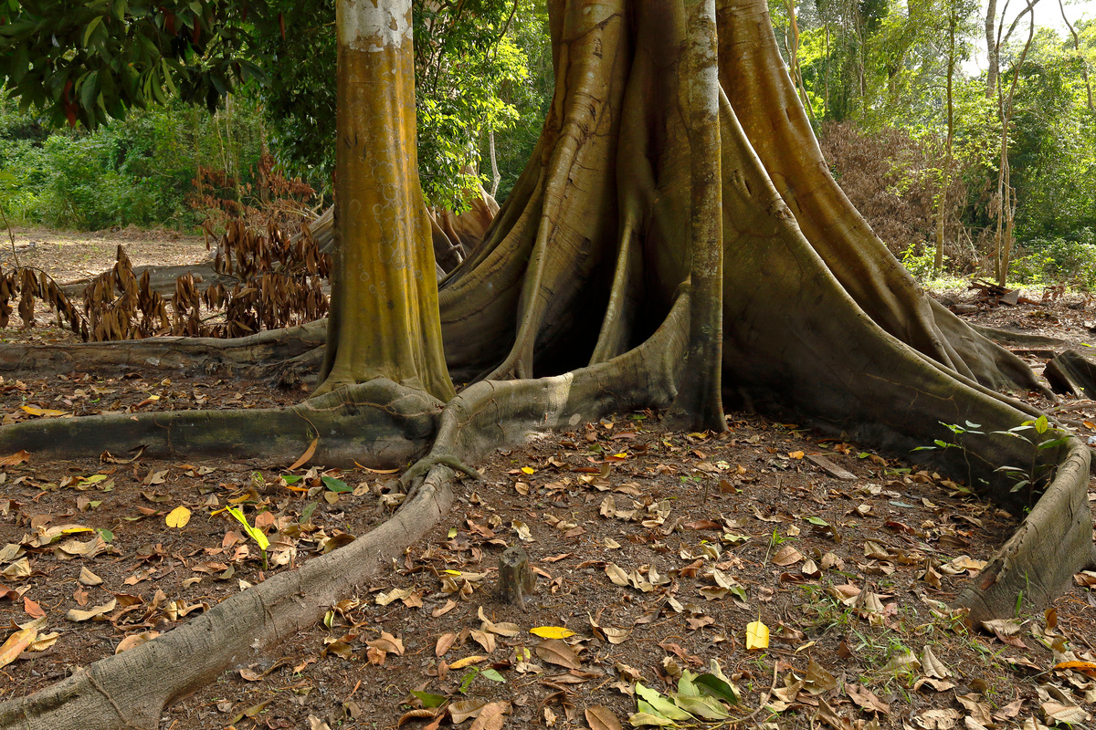 Benefici del Ficus Insipida