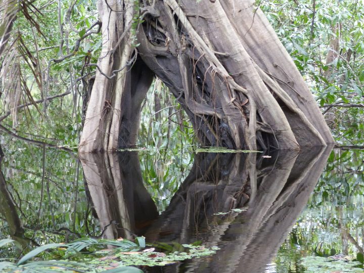 Ficus Insipida: benefici e utilizzo