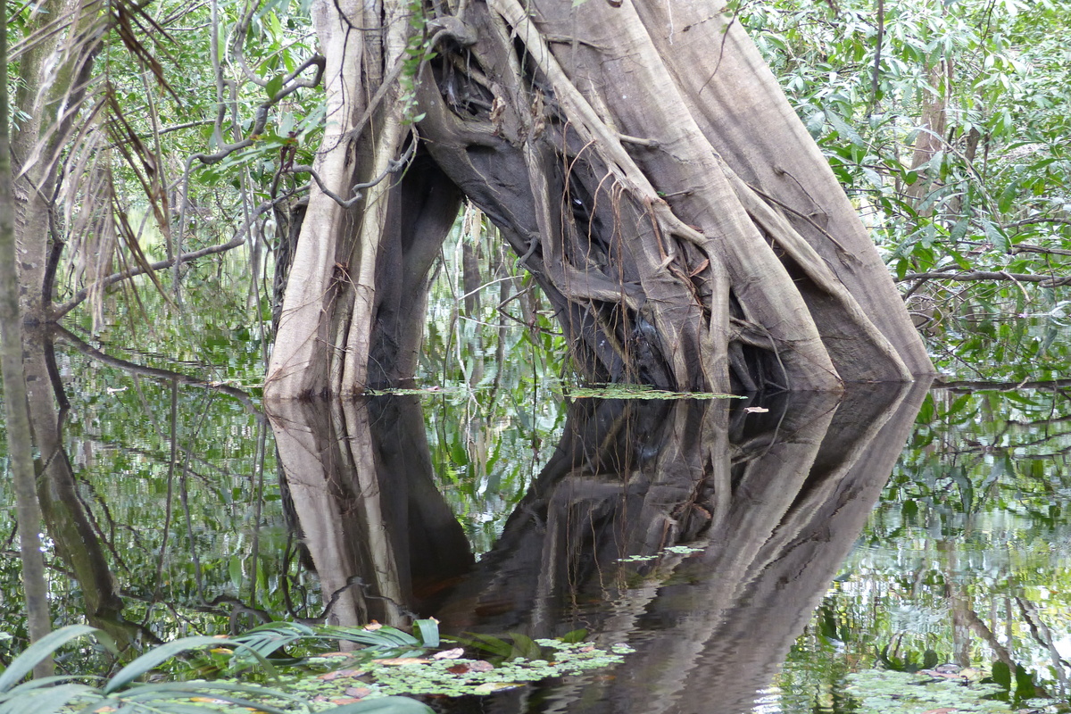 Ficus Insipida: benefici e utilizzo