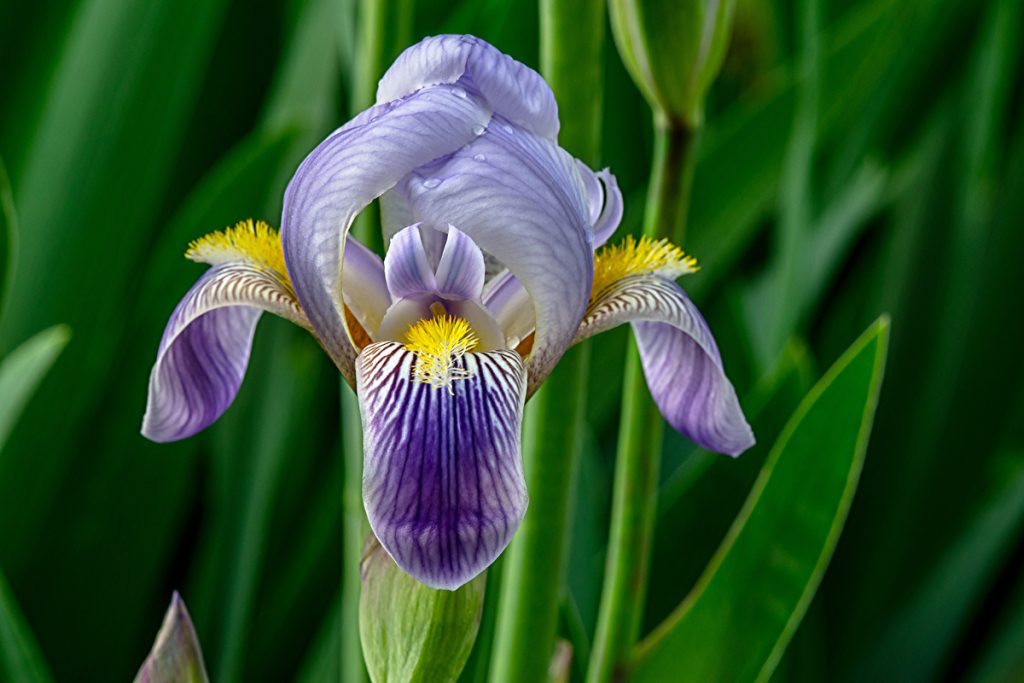 Iris: benefici e utilizzi