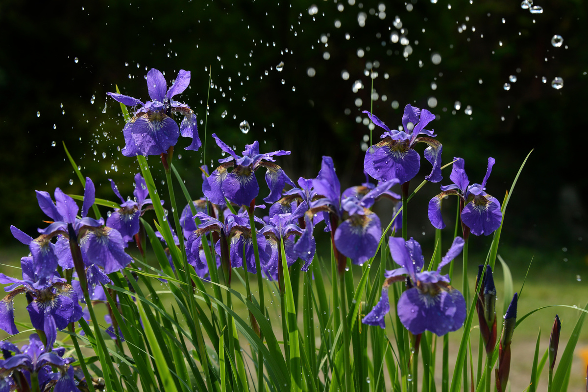 Benefici dell'Iris