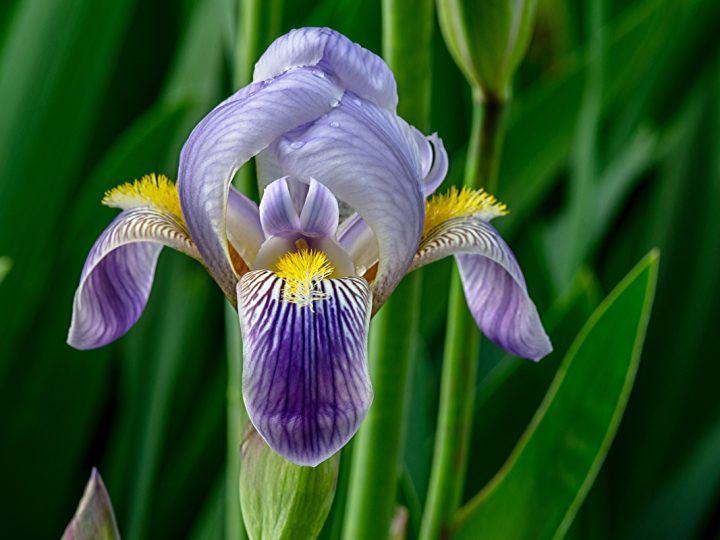 Iris: benefici e utilizzi
