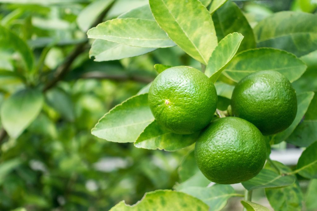 Lime: benefici e utilizzi