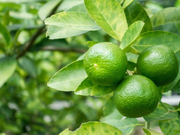 Lime: benefici e utilizzi