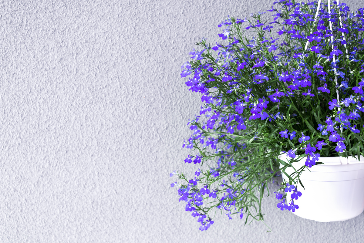 Benefici della Lobelia