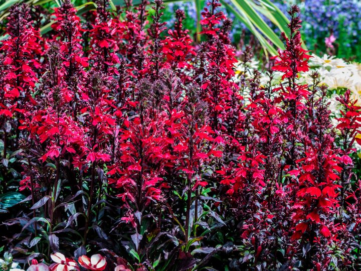 Lobelia: benefici e utilizzi