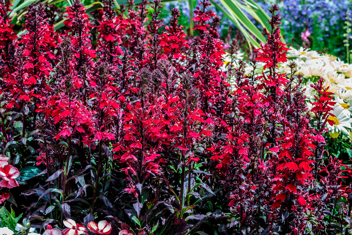 Lobelia: benefici e utilizzi
