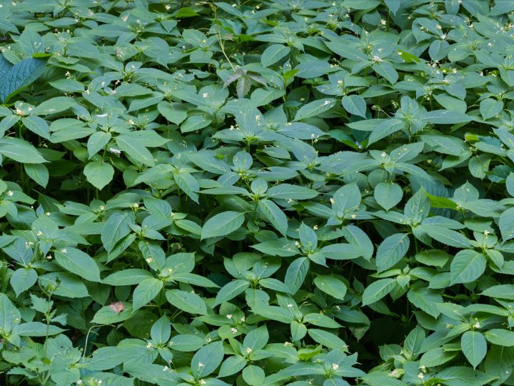Mercorella: benefici e utilizzi