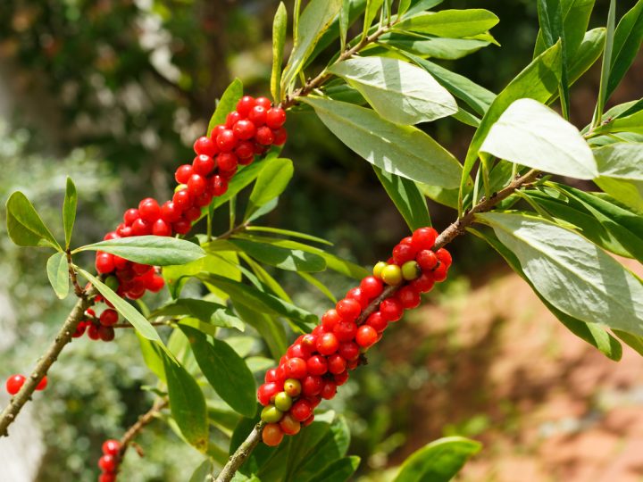 Mezereo: benefici e utilizzo