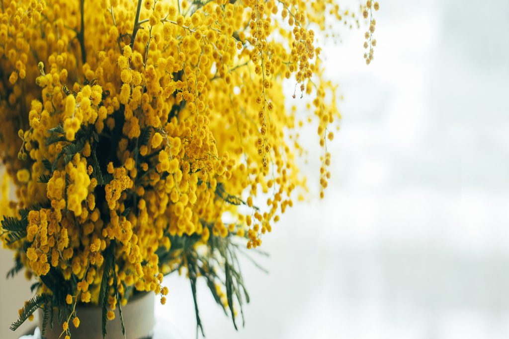 Mimosa: benefici e utilizzo