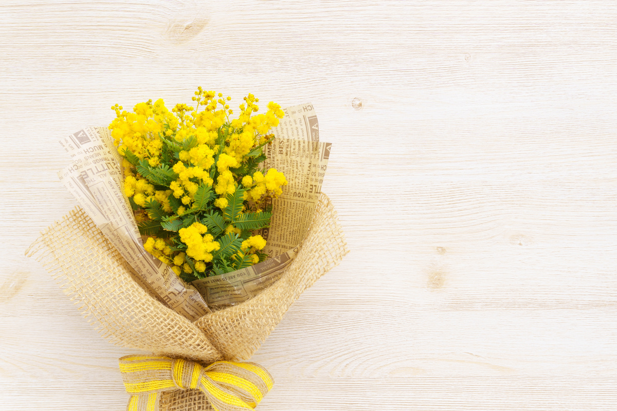 Benefici della Mimosa