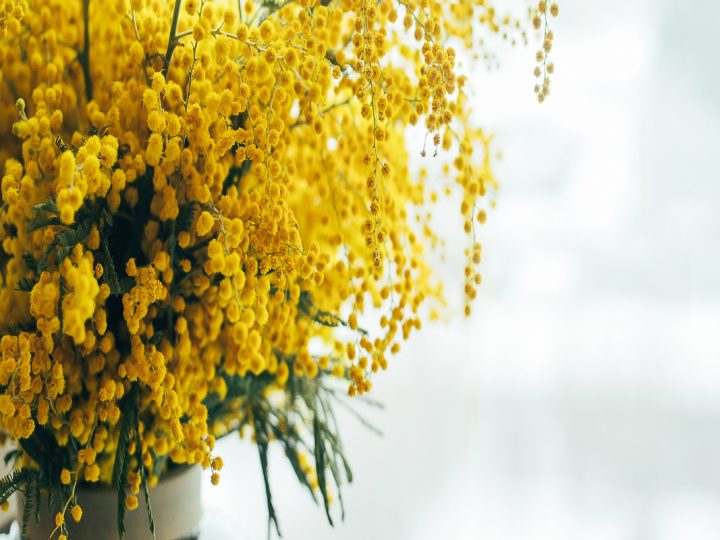 Mimosa: benefici e utilizzo