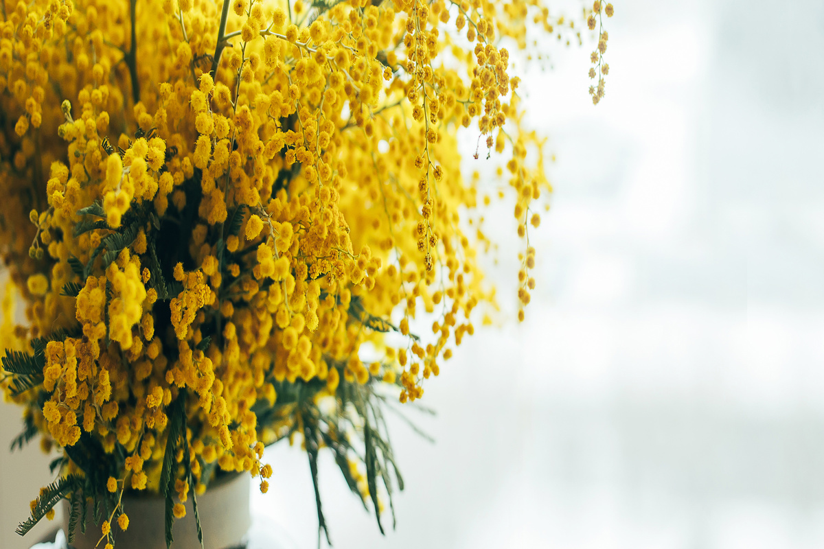 Mimosa: benefici e utilizzo