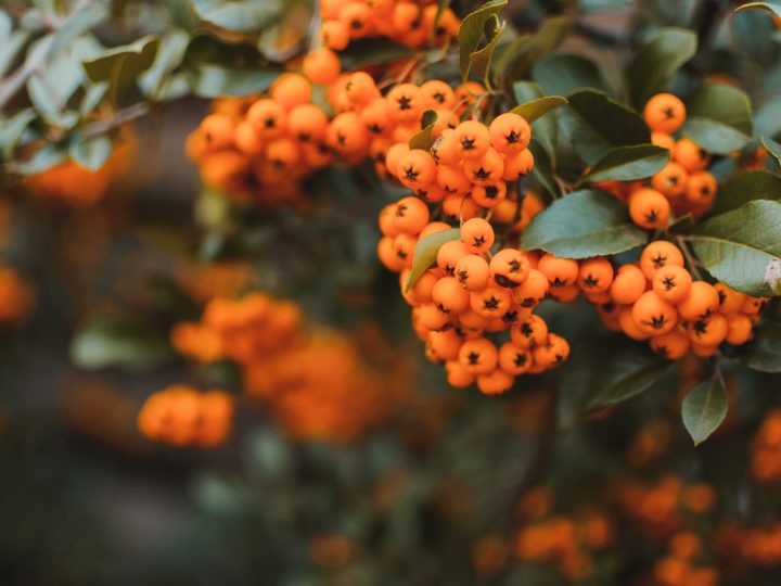 Olivello Spinoso: benefici e utilizzi