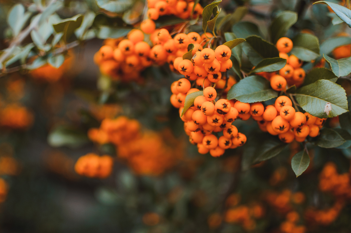 Olivello Spinoso: benefici e utilizzi