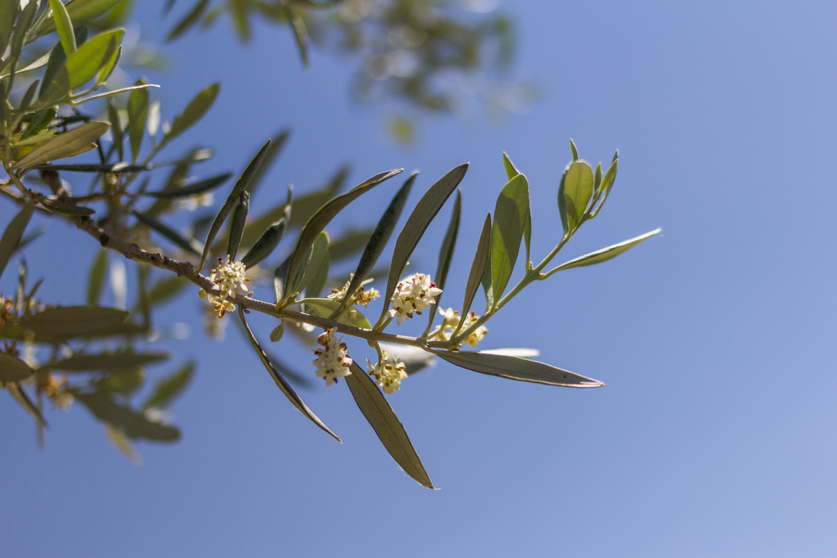 Benefici dell'Olivo