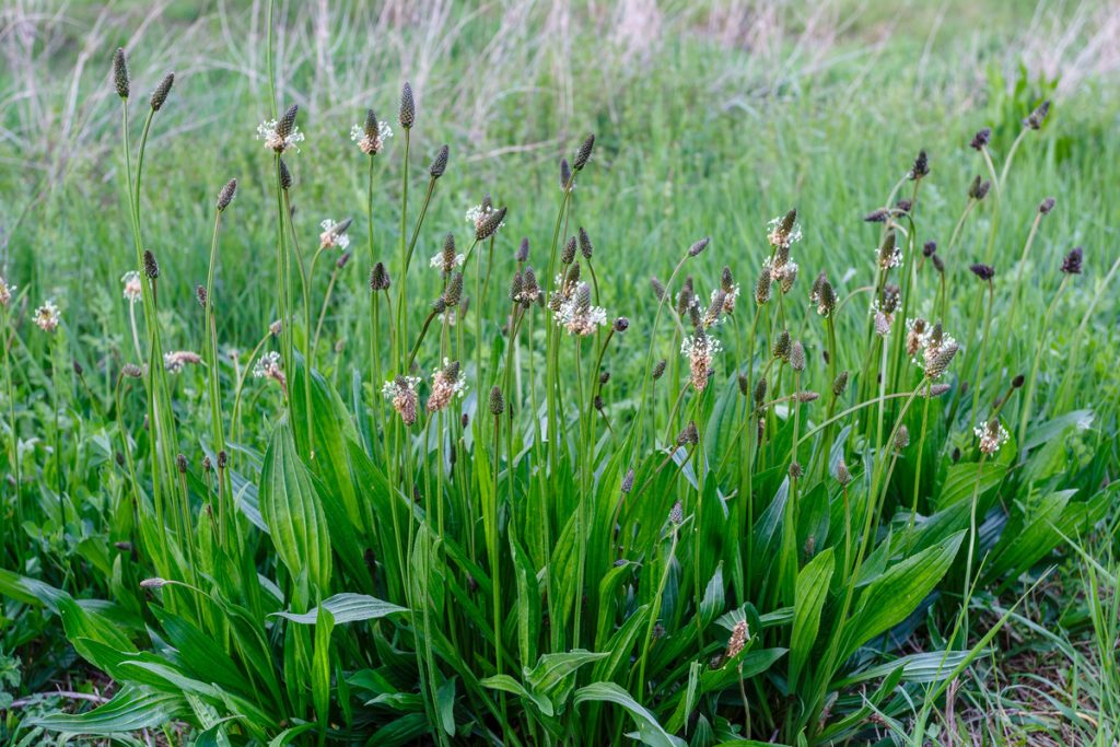 Piantaggine Lanceolata: benefici e utilizzi