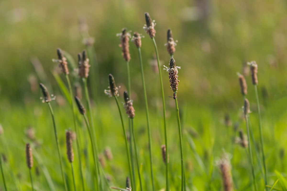 Benefici della Piantaggine lanceolata