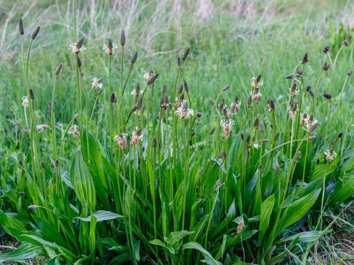 Piantaggine Lanceolata: benefici e utilizzi