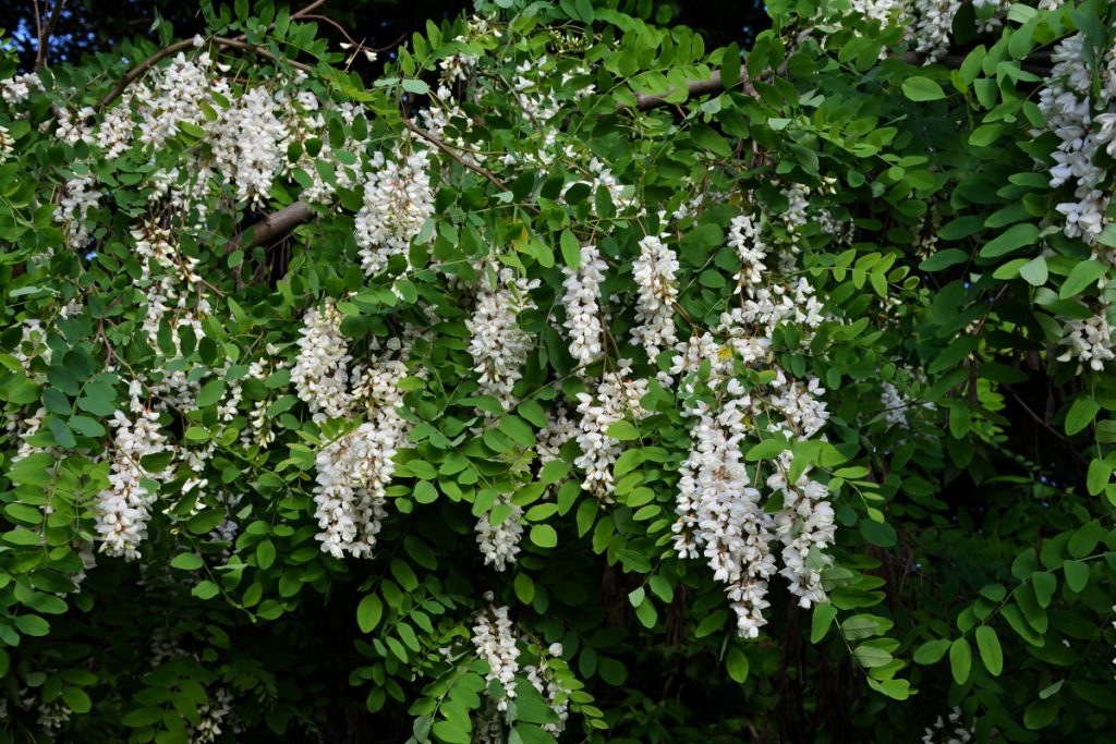 Robinia: benefici e utilizzo