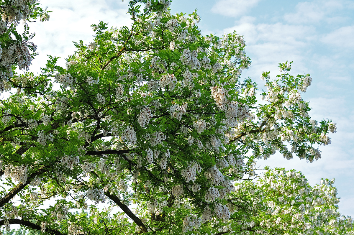 Benefici della Robinia