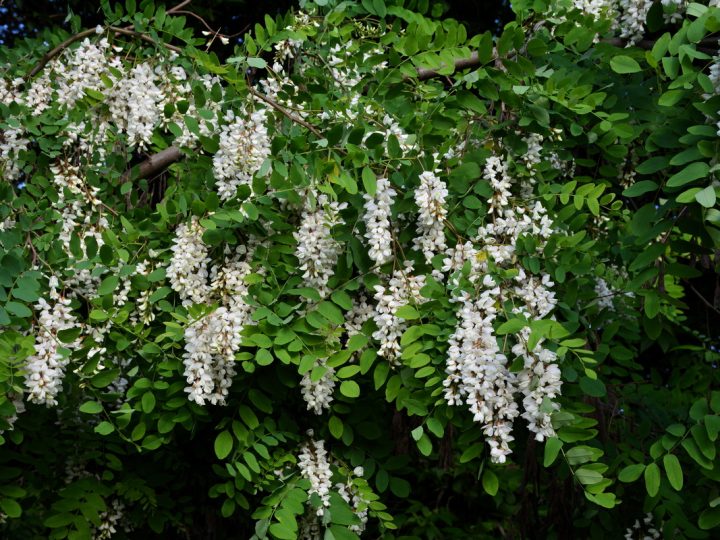Robinia: benefici e utilizzo