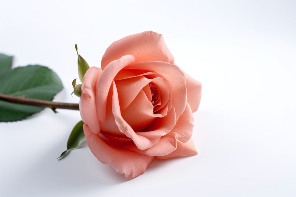 Rosa Pallida: benefici e utilizzi
